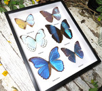 morpho butterfly