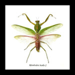 Rhombodera basalis mantid preying mantis bitsandbugs