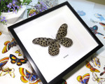 Framed butterflies Idea lynceus Bits & Bugs 