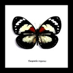 African butterfly Euxanthe trajanus bits and bugs