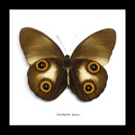 owl spot butterfly Taenaris diane bits and bugs