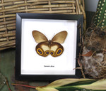 owl spot butterfly Taenaris diane