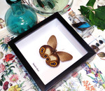 owl spot butterfly Taenaris diane