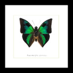 Anaeomorpha splendida