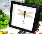 Anax junius dragonfly for sale framed home decor interior design Bits & Bugs 