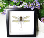 Anax junius dragonfly for sale framed home decor interior design Bits & Bugs 