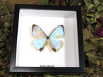 Morpho sulkowskyi