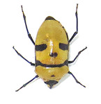Death head bug