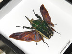 Mecynorrhina torquata poggei