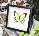 Butterfly in frame Papilio dardanus Bits&Bugs 