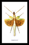 Stick insect framed paracyphocrania major Bits & Bugs