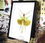 paracyphocrania major 