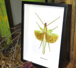 paracyphocrania major 