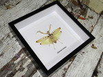 Hymenopus coronatus
