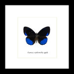 Eunica sophonisba agele