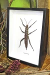 Eurycantha horrida