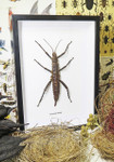 Eurycantha horrida