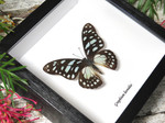 Graphium leonidas