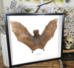  Cynopterus minutus 1