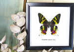 Real butterfly framed Chrysiridia rhipheus ( Sunset Moth ) Bits&Bugs 
