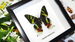 Real butterfly framed Chrysiridia rhipheus ( Sunset Moth ) Bits&Bugs 