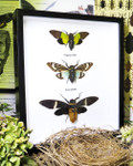 cicada 