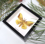 Eacles imperialis moth med