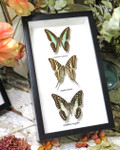 Australian butterfly collection Graphium sarpedon,Graphium euryplus + Graphium aristeus