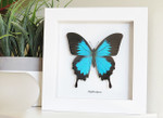 Australian butterfly framed Papilio ulysses  Bits&Bugs