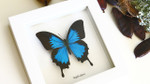 Australian butterfly framed Papilio ulysses  Bits&Bugs