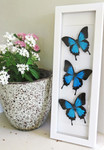 Papilio ulysses Bits & Bugs 