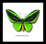 Ornithoptera priamus poseidon 