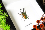 Lamprima adolphinae