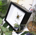 Ranzania bertolonii 