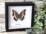 Charaxes brutus