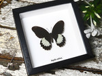 Papilio ambrax