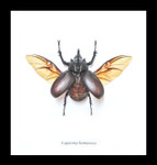 Eupatorus birmanicus