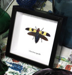 Chrysochroa rugicollis