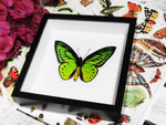 BJOPPV Ornithoptera Priamus poseidon