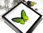 BJOPPV Ornithoptera Priamus poseidon