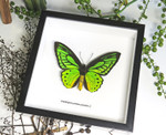 Ornithoptera priamus poseidon
