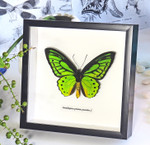 Ornithoptera priamus poseidon