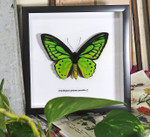 Ornithoptera priamus poseidon