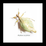 Phyllium siccifolium