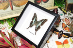  Graphium antheus  Graphium antheus 