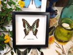  Graphium antheus Graphium antheus