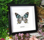 Papilio laglaizei ( not for sale )