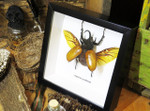 Eupatorus gracilicornis Rhinoceros beetle beetle insect taxidermy entomology bug