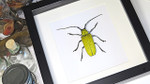Beetles bugs insects Celosterna pollinosa framed beetle Bits & Bugs