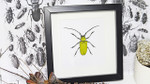 Beetles bugs insects Celosterna pollinosa framed beetle Bits & Bugs